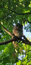 Barred Owl that moved in the yard 1 month ago in Northern Ohio