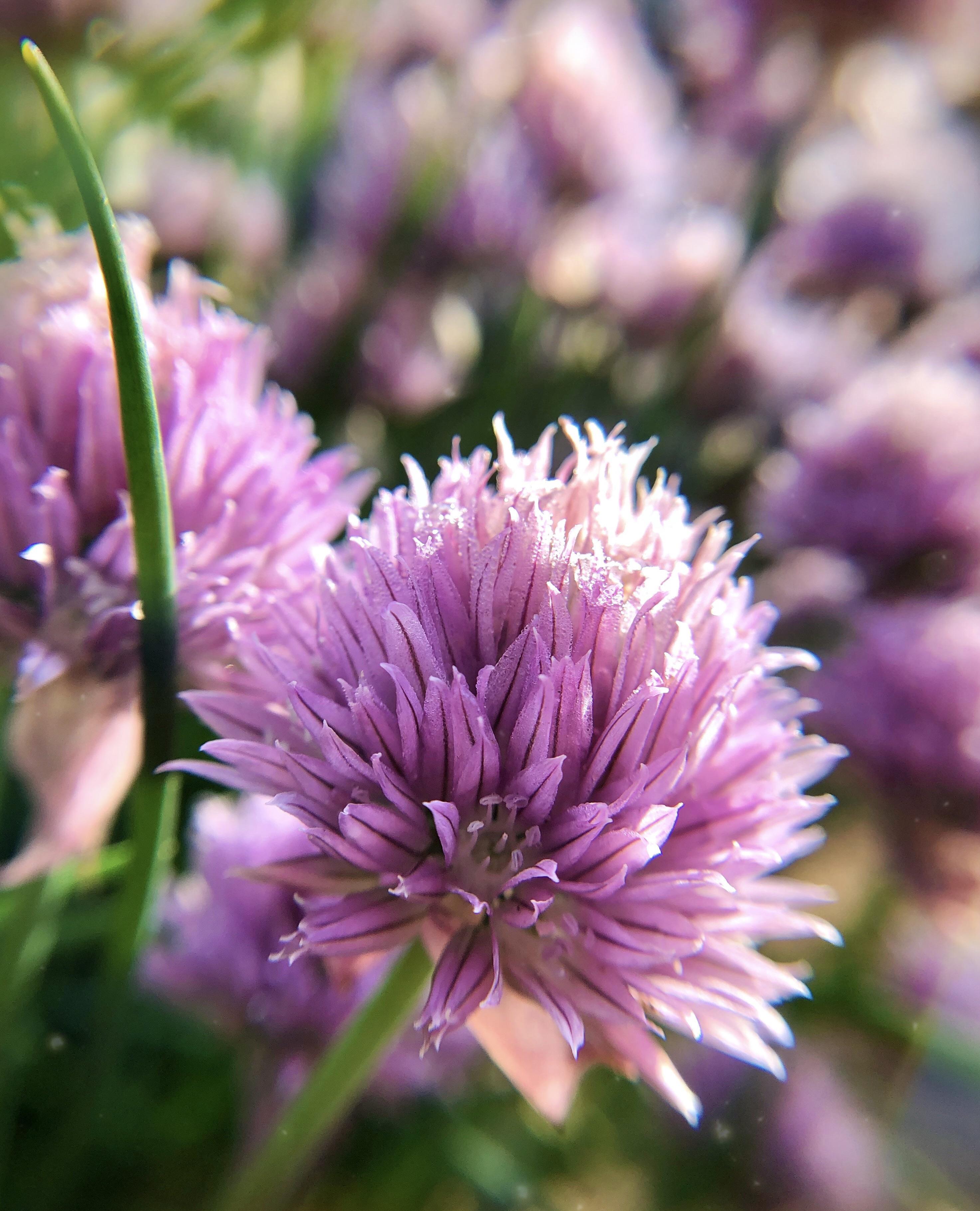 Chive blossoms