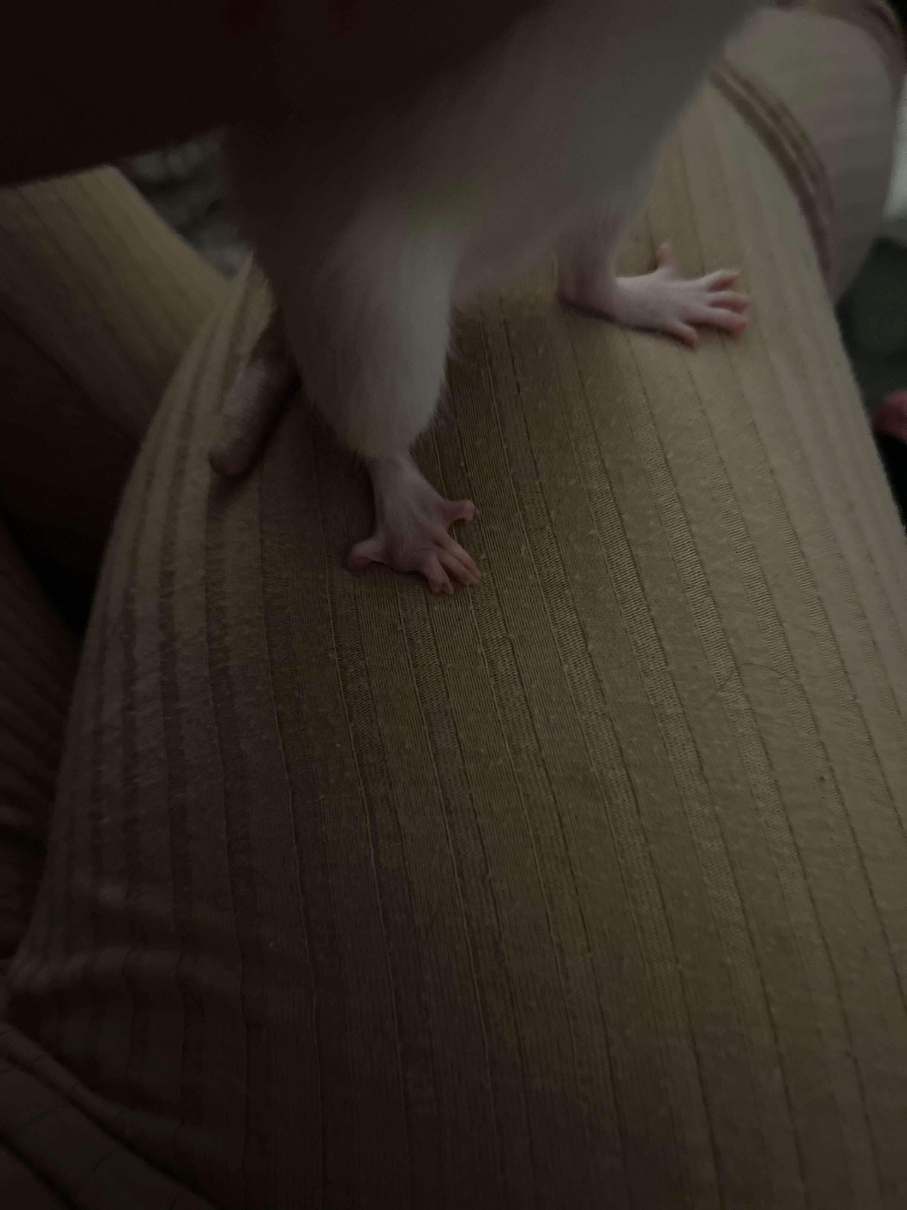 Why are my rats feet curled up- should I be concerned i haven’t noticed ...