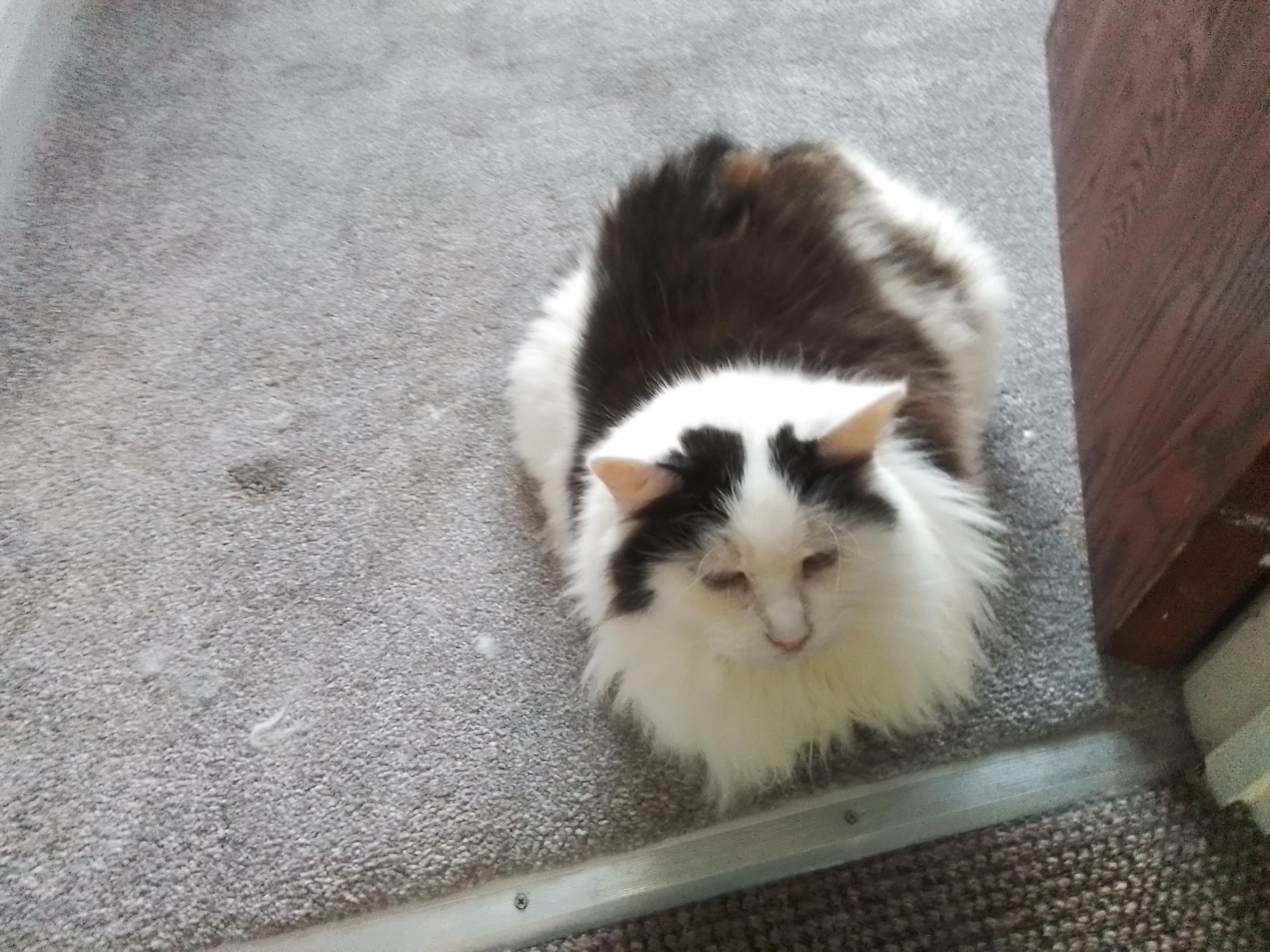 Angery