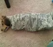 Found old puppy photo. Someone got themselves stuck in my old uniform shirt.