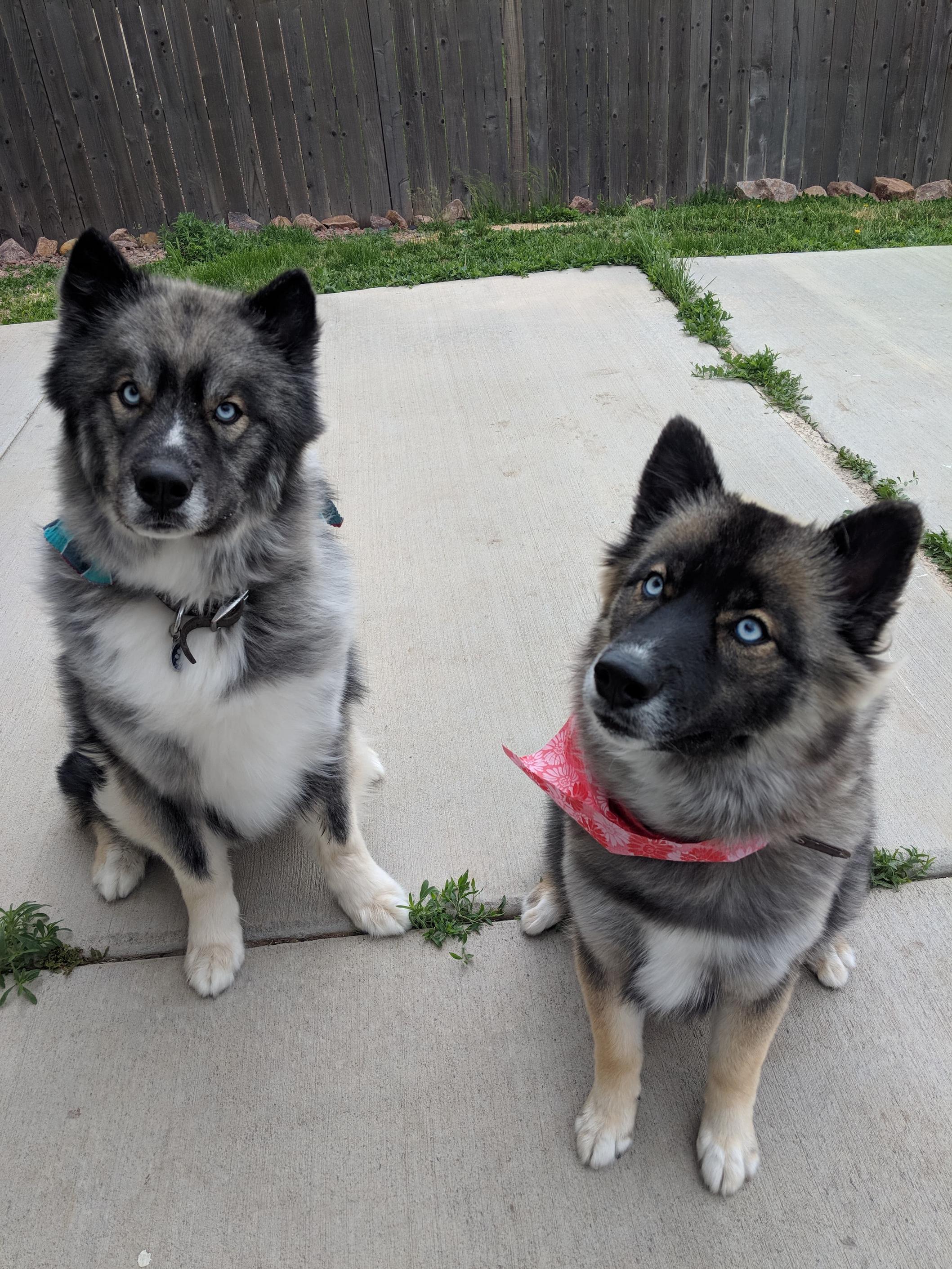 Back from the groomers