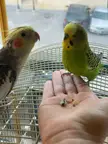 Funny Cockatiel Pictures