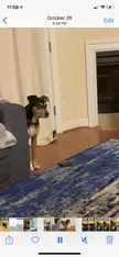 WhatsWrongWithYourDog