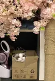 Peekaboo! I caught you