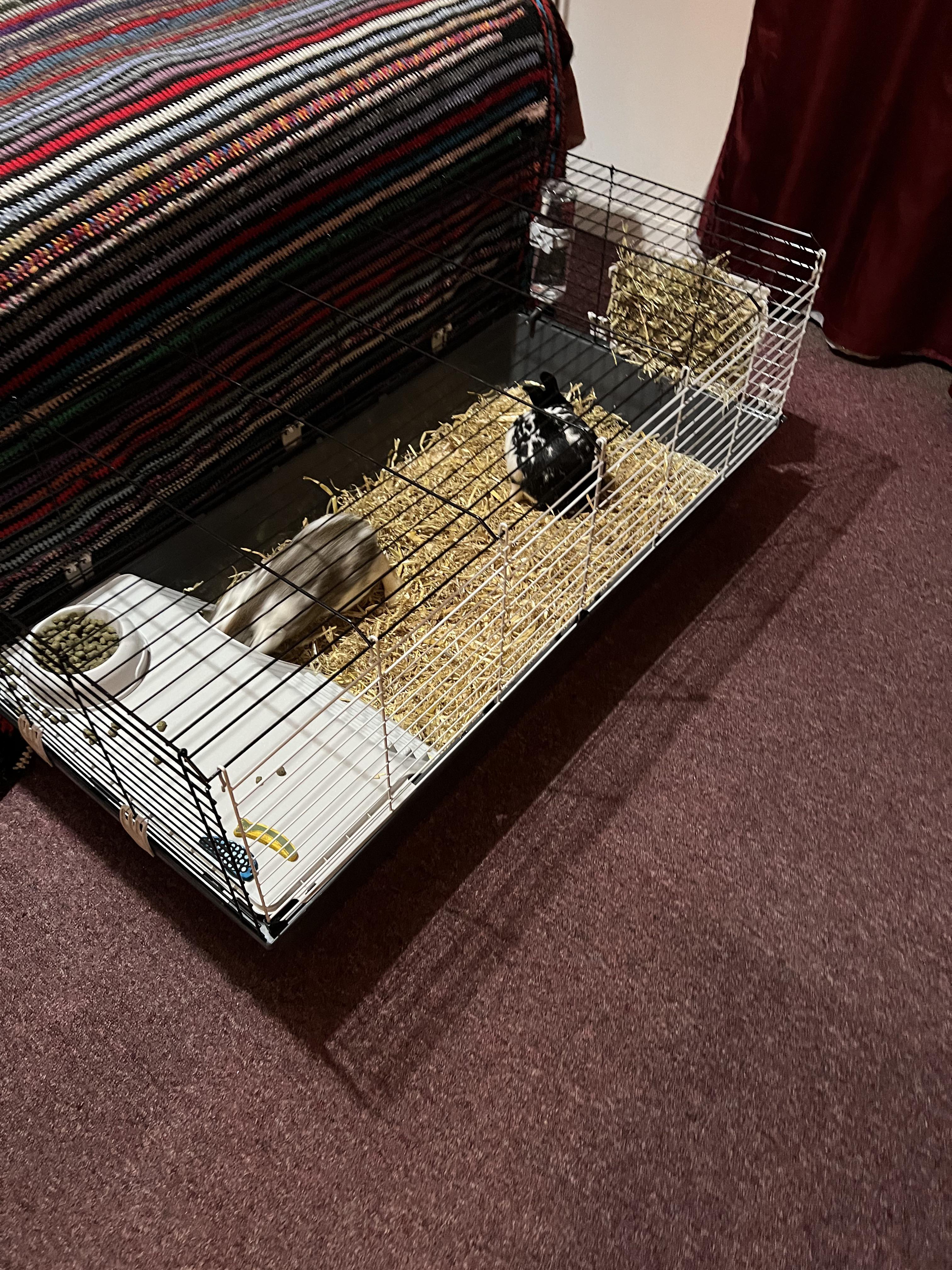 Discover more like Rabbits: I’m a Rabbit Mommy and Related Content ...