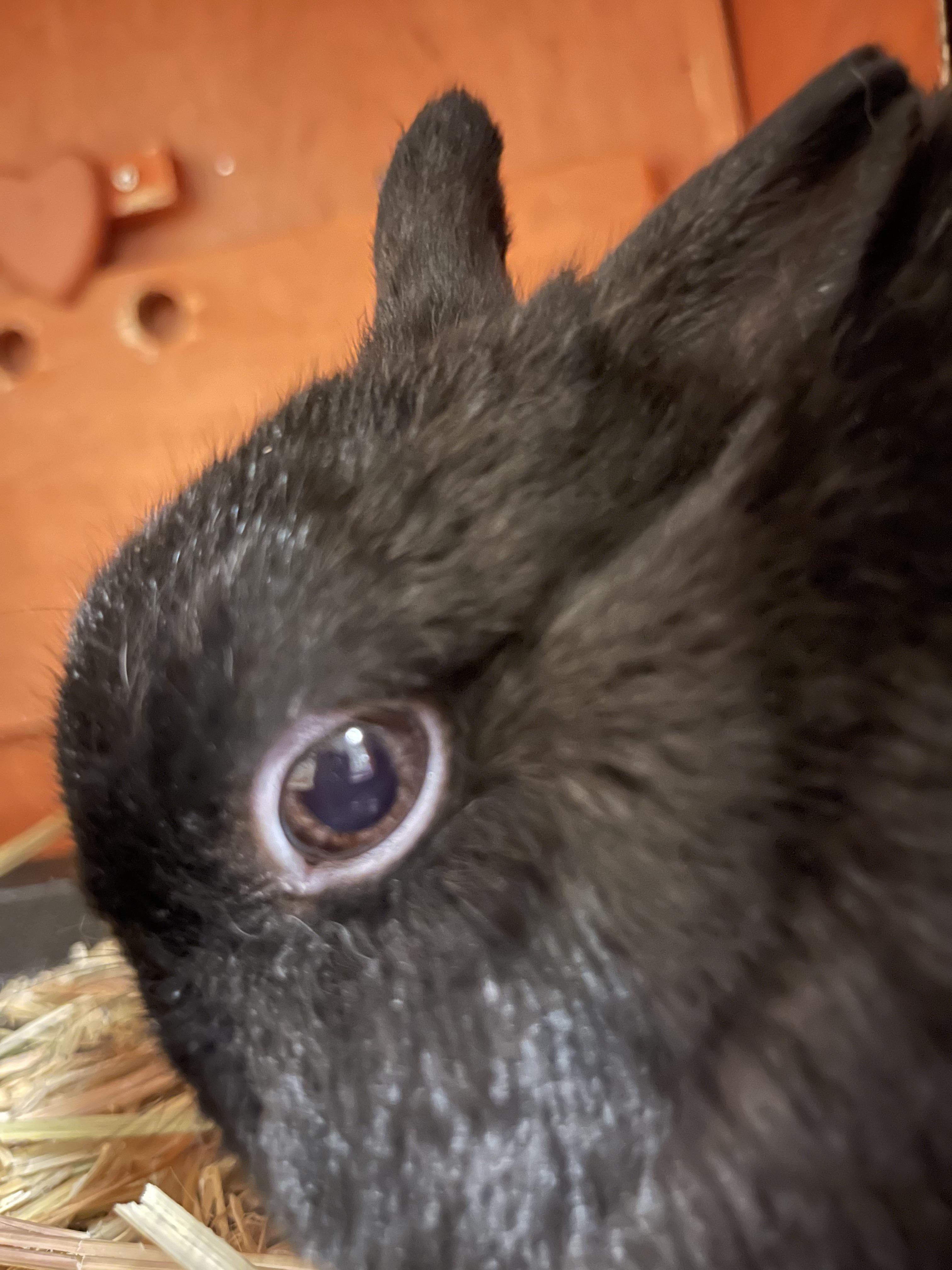Discover more like Rabbits: His eye is looking a bit pink ...