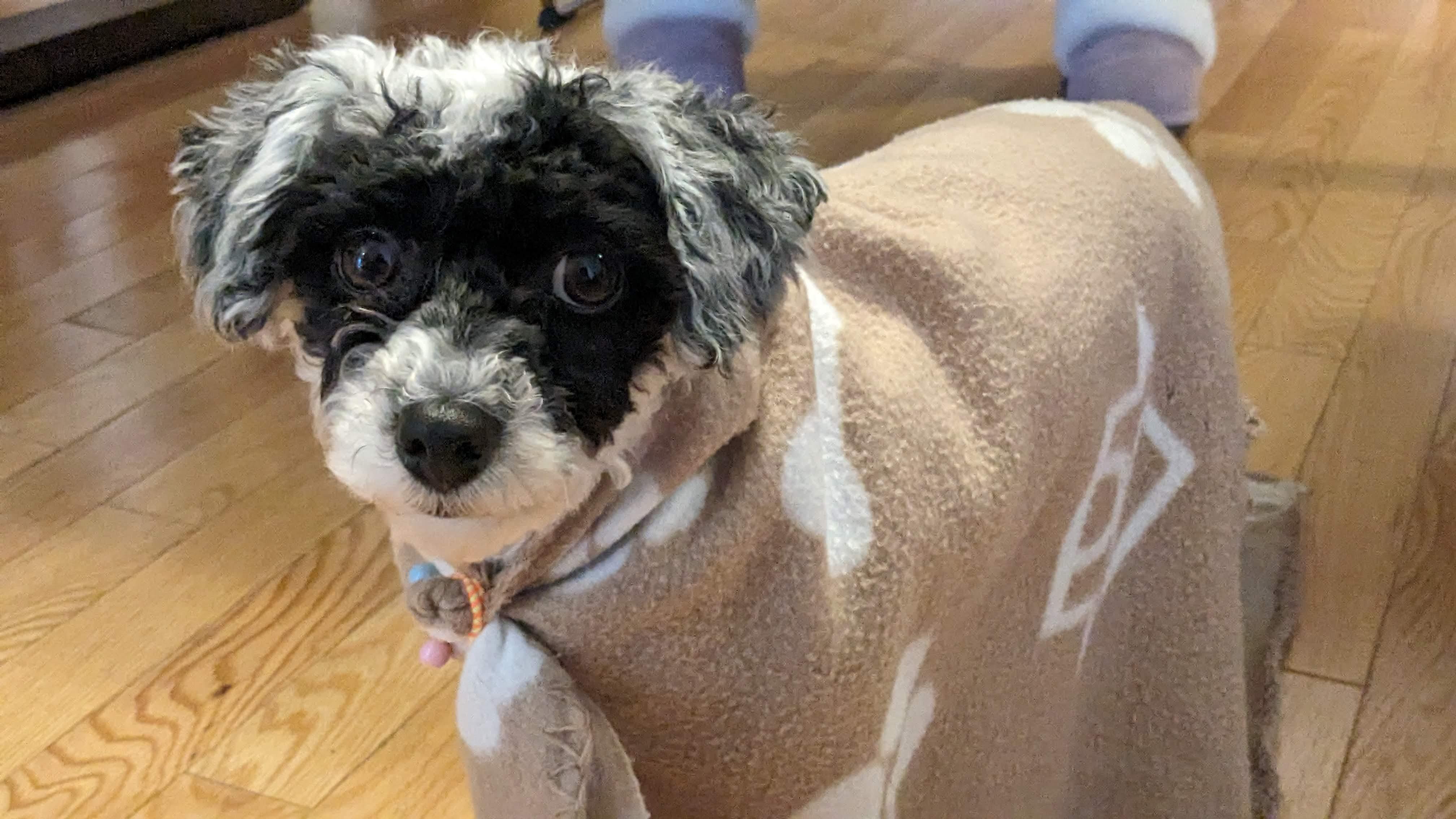 Luna the Maltipoo - Her Life So Far