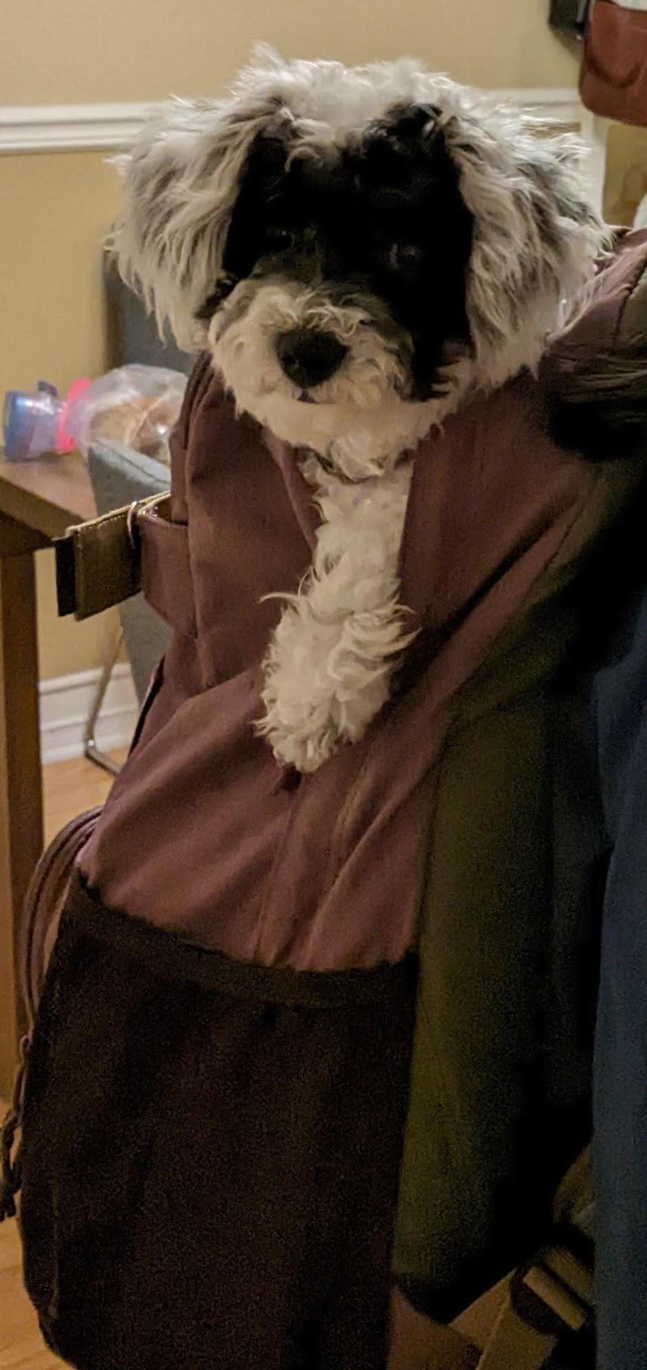 Luna the Maltipoo wearing a brown costume, resting on a pumpkin, and wearing a medical cone.