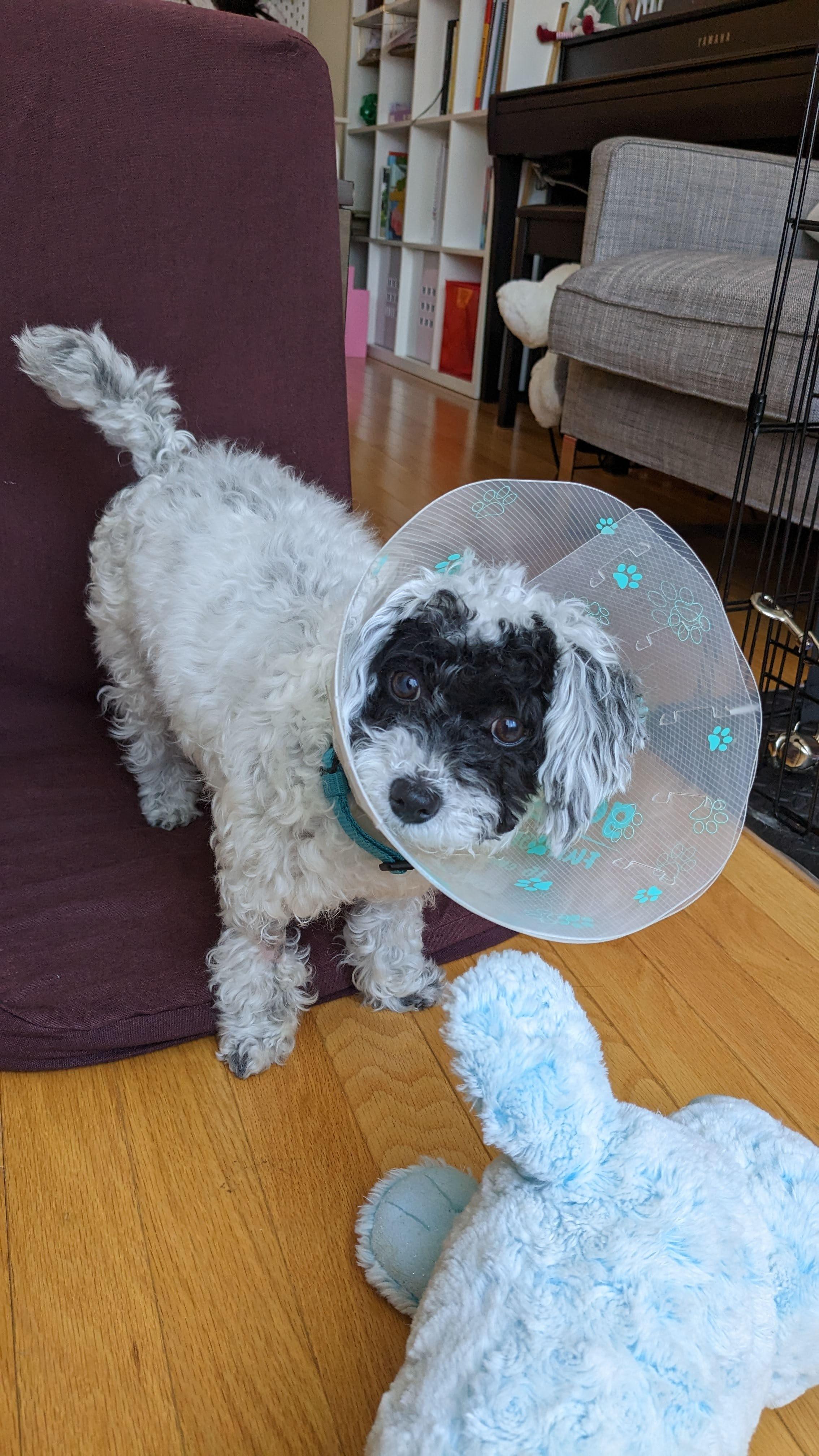 Luna the Maltipoo wearing a brown costume, resting on a pumpkin, and wearing a medical cone.