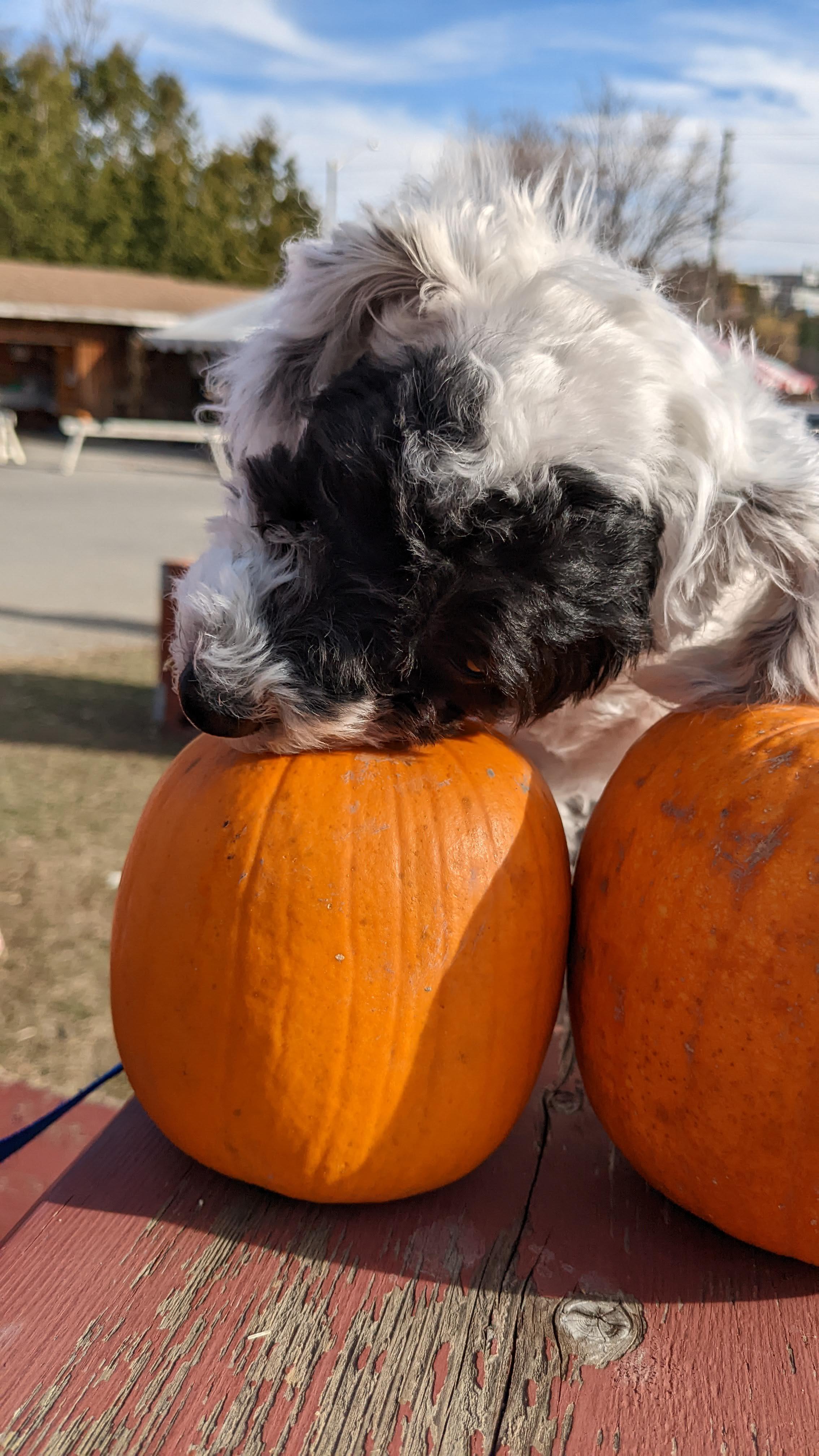 Luna the Maltipoo wearing a brown costume, resting on a pumpkin, and wearing a medical cone.