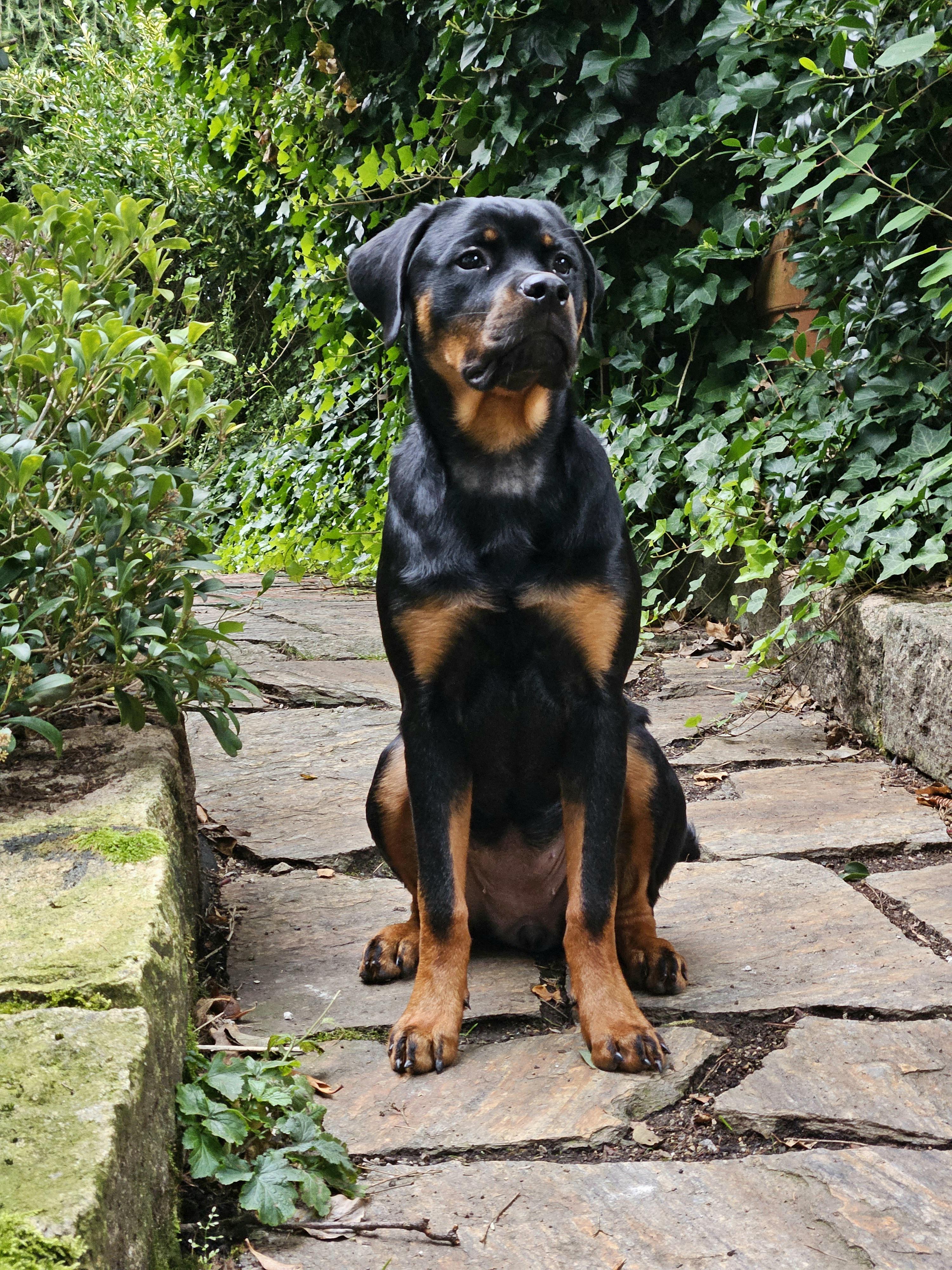 My 6 months old Rottweiler lady | Scrolller