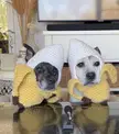 Made banana hats for my dogs