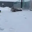 BOING BOING BOING BOING