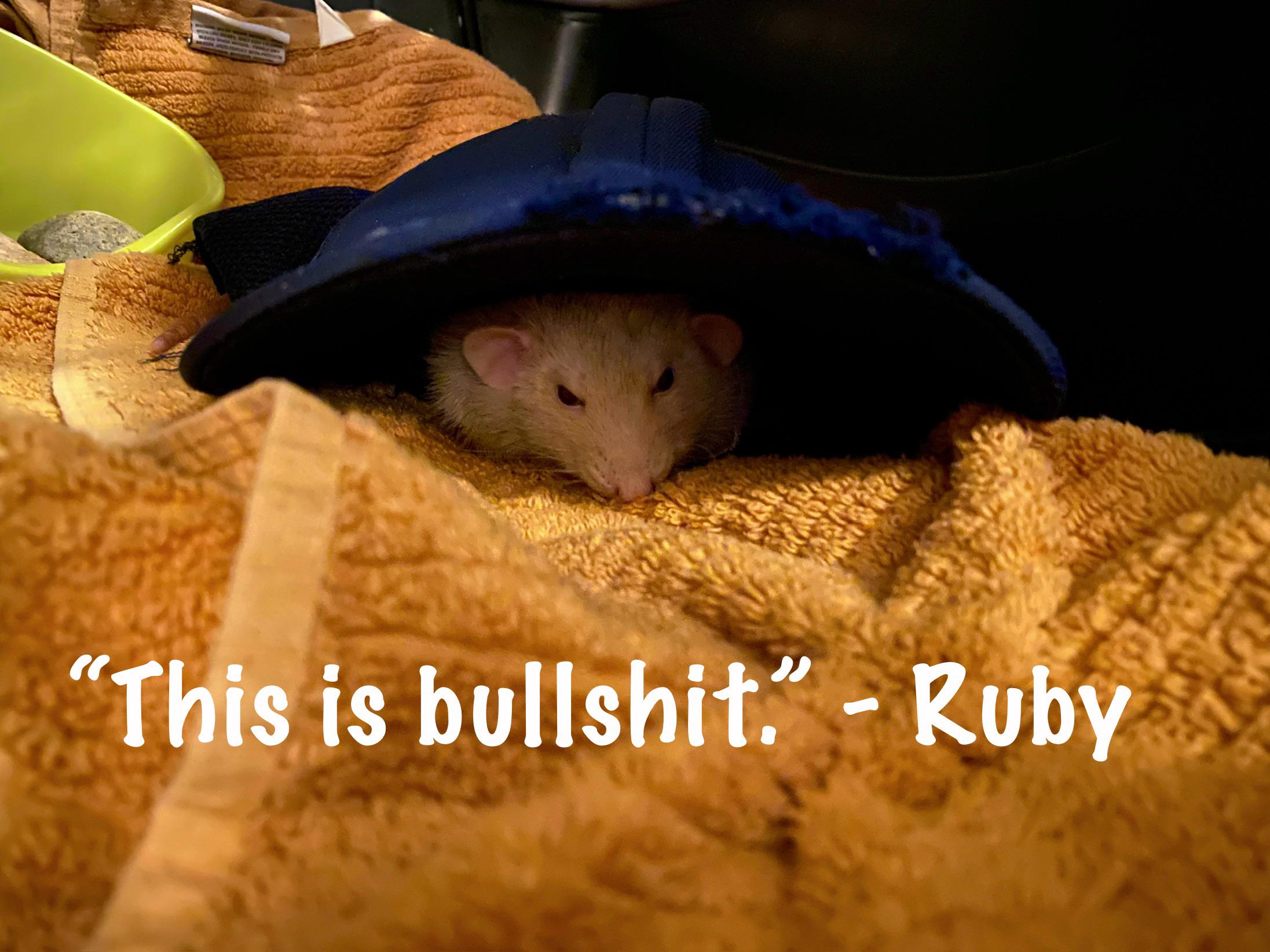 Rat constipation help. Prune juice? | Scrolller