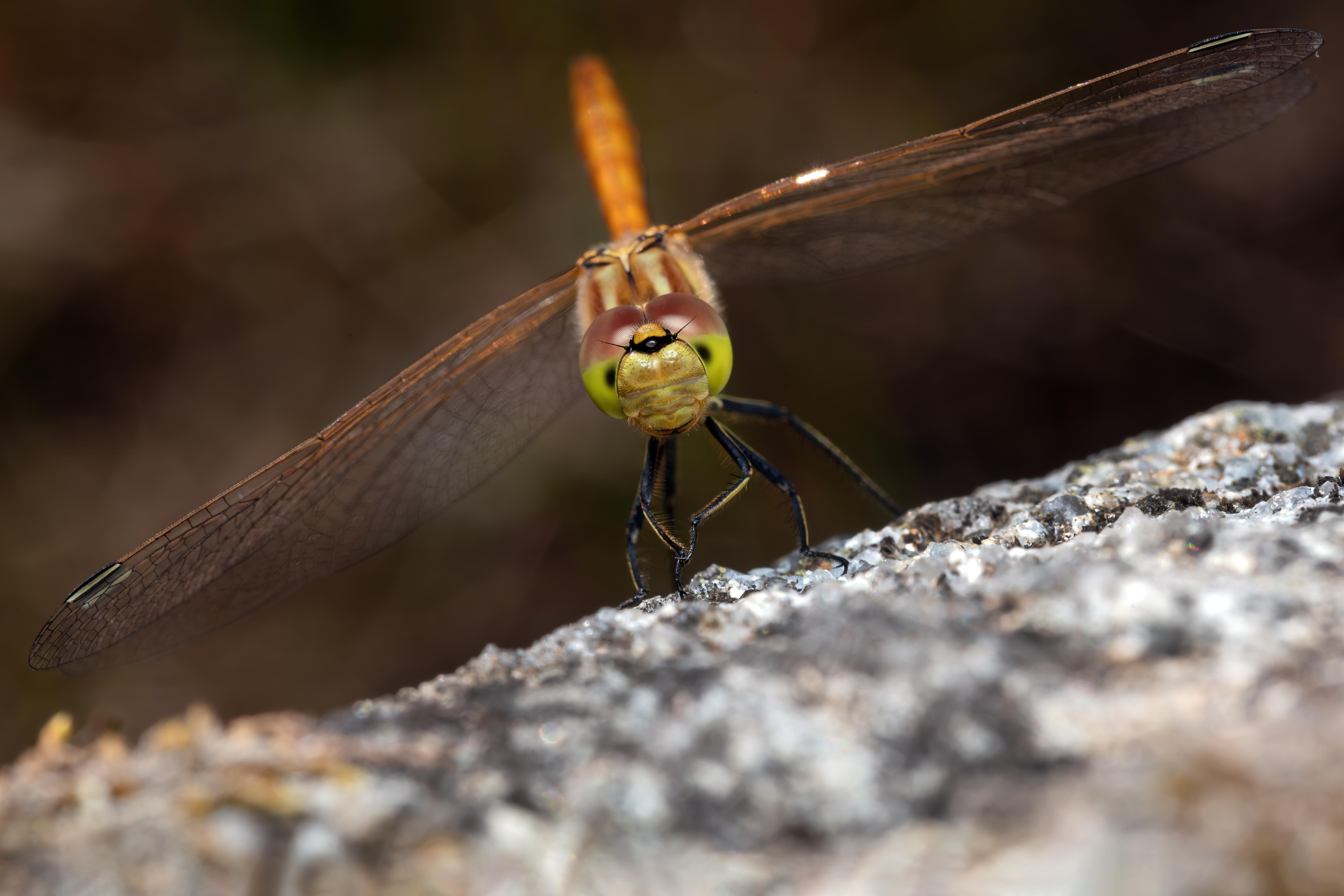 50 megapixel shot of a common darter (Symetrum striolatum) - Very pleased with the compound eyes if you zoom in [8688x5792]