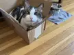 Big Cat, Small Box, Happy Face!