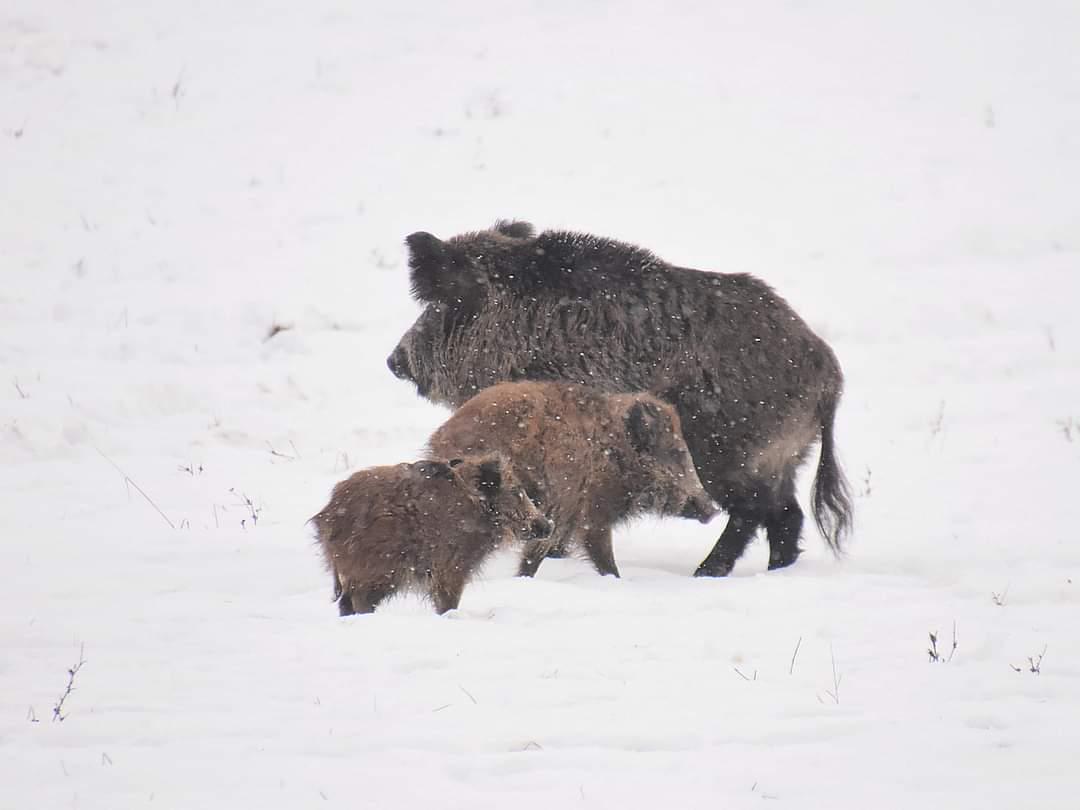 Wild boar family