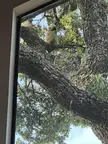 In my tree!