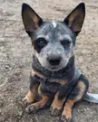 This Cute Australian Cattle Dog 🐶 