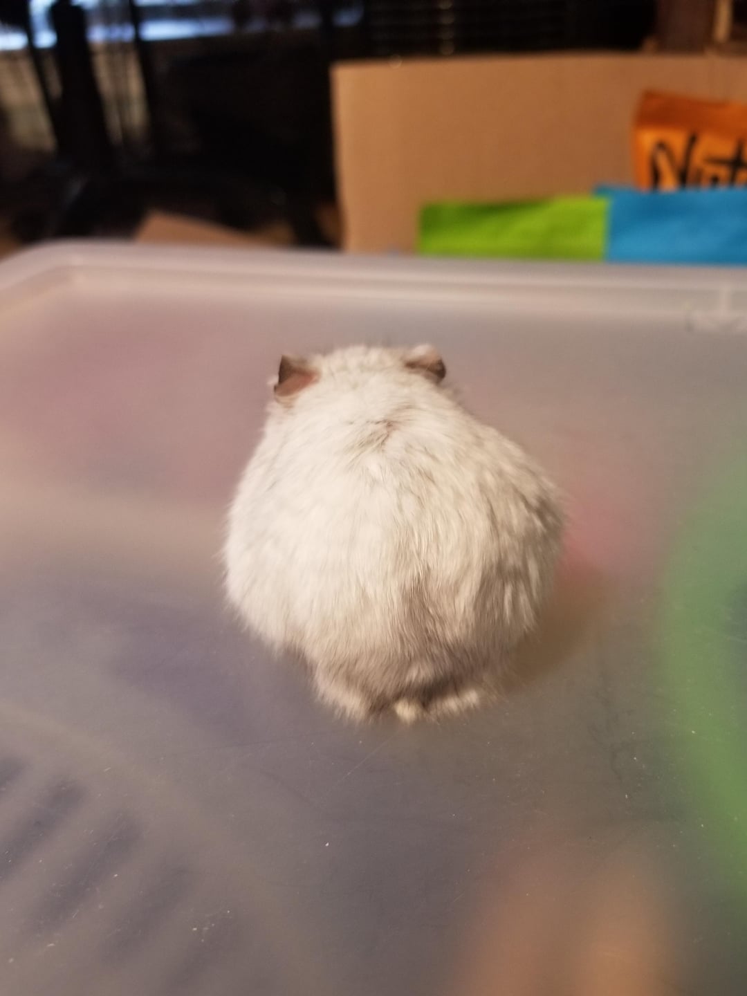 Sylvester