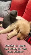 Adorable and cute kitties and doggos! (Tiktok video)