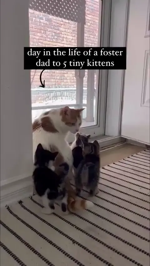 Day in the life of a foster dad to 5 kittens