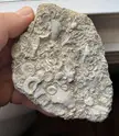 Crinoid hash with small horn corals embedded. Any idea if that’s a piece of a calyx in there?