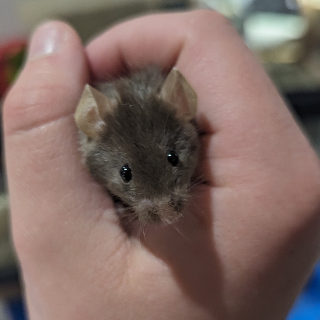 DIY climbing and hanging toys ideas? 