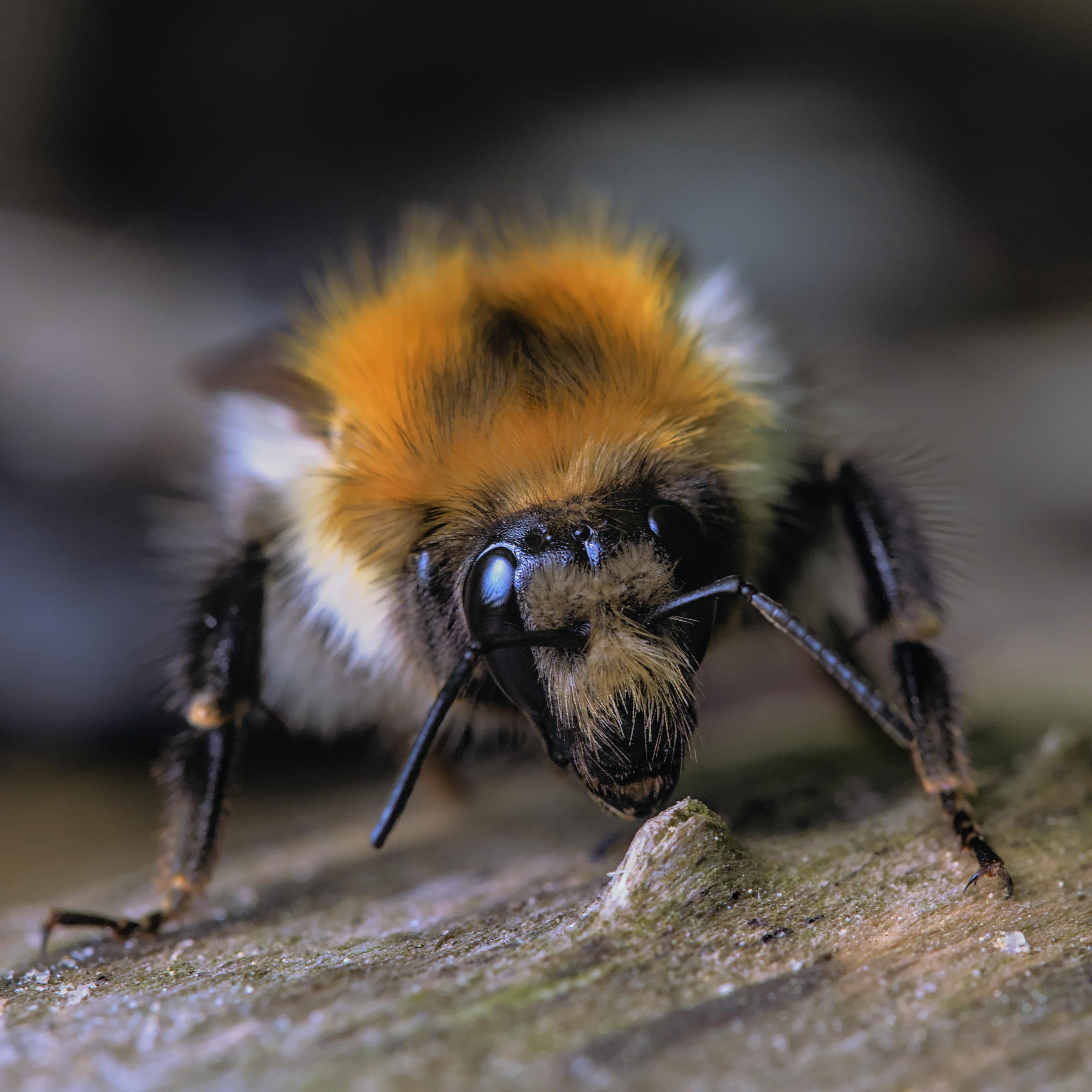 Bumble bee wants to be pet