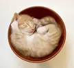 bowl of kitty