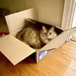Partially enclosed trap