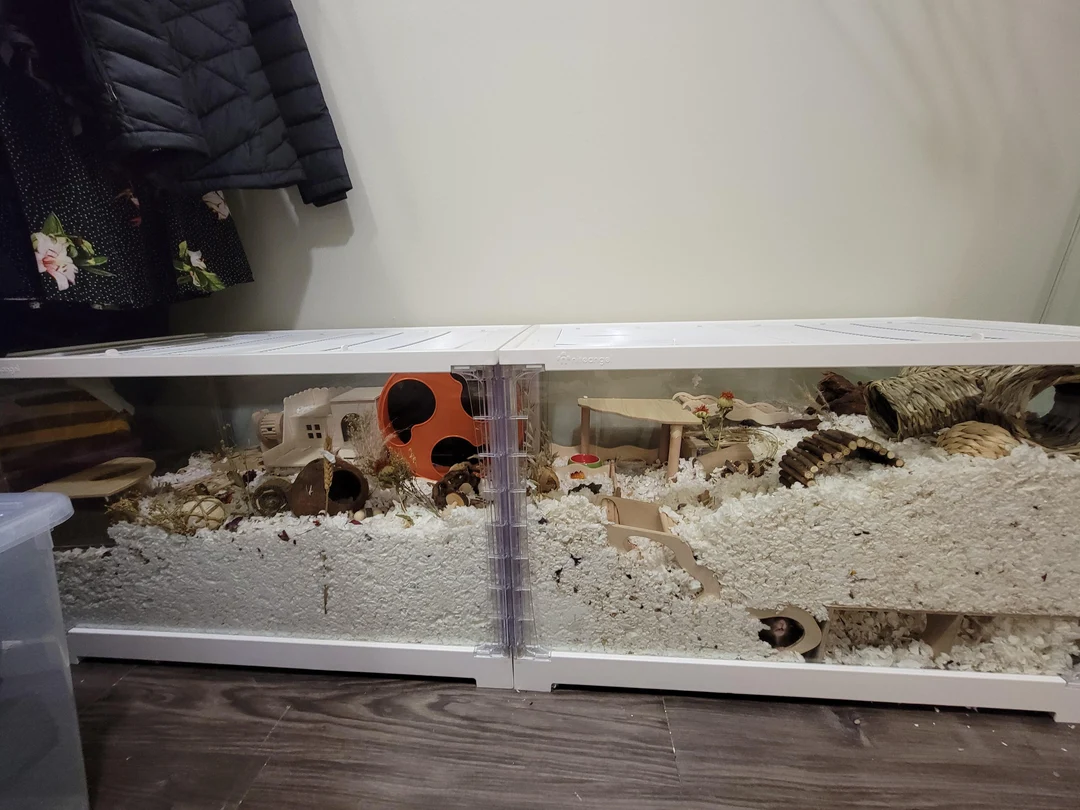 Illustration of Hamster Behavior Problems And Stress