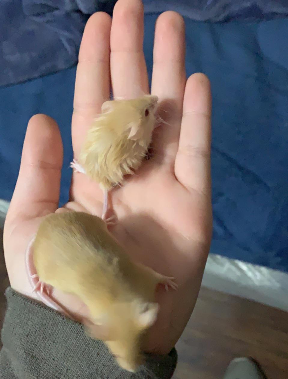 Mouse with dwarfism? these two boys are from the same litter but my poor boy popcorn is very very small for his age. He is the size of a baby mouse but he’s an adult just like his sibling here… what do you think?