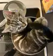 Boiled kitten 😬