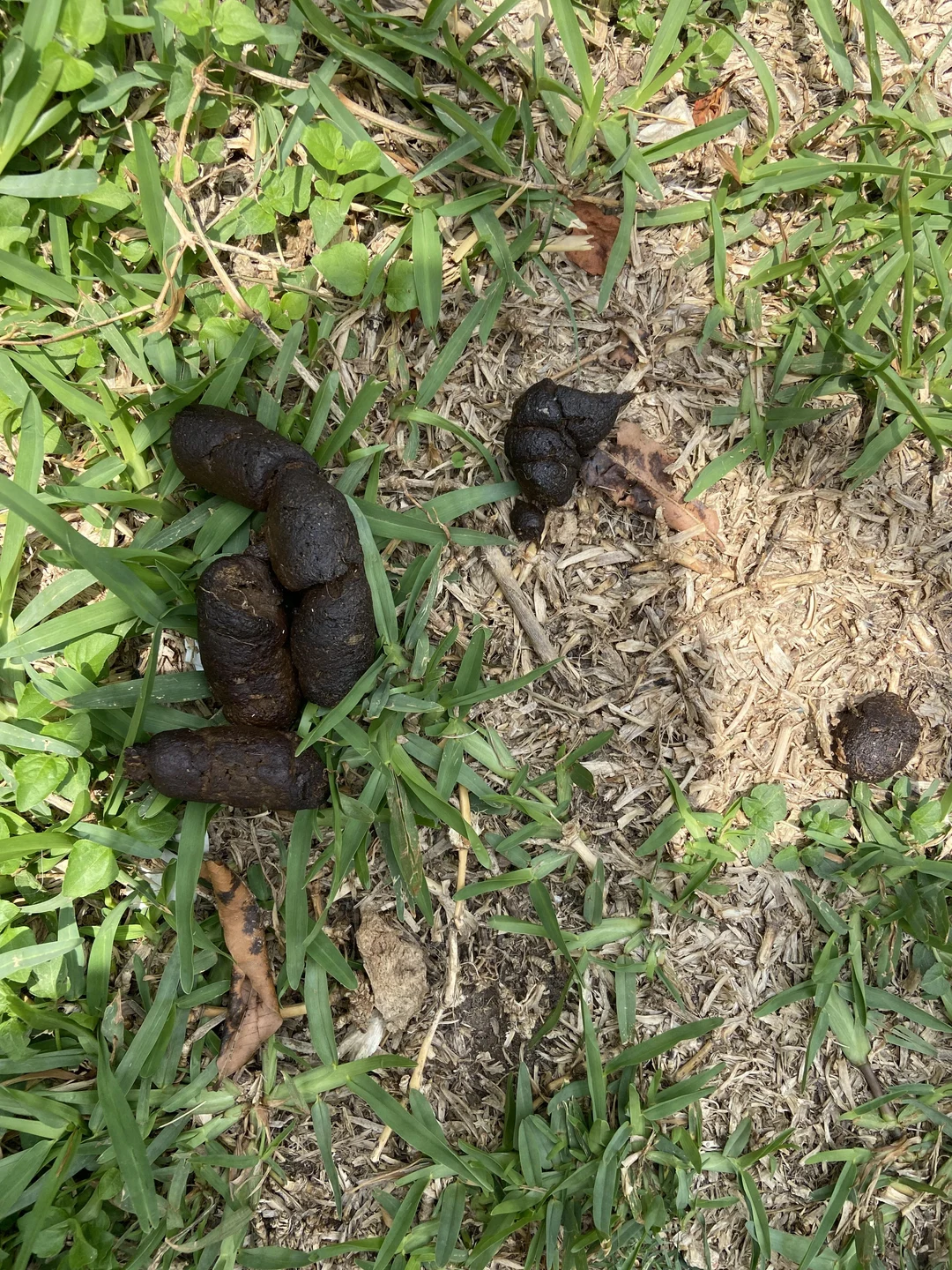 Discover more like Husky: Husky Poop Colour Question! Is this colour ...