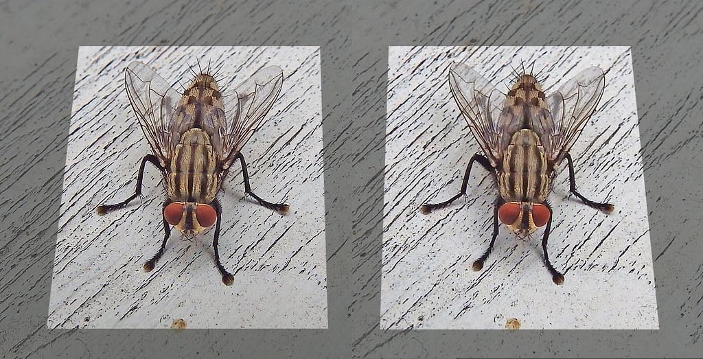 This image is a streogram, if you converge your eyes to make a 3rd image at the center. this 2d image will apper to be 3d 