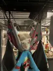I love my rats more than anything in the world. That is all.