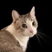Huh