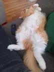 Floof