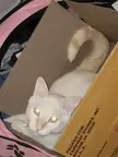 My GF cat fell for the trap