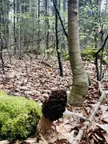 Morchella quietly growing deep in the woods. It was so tranquil this morning you could hear the ground waking up from its winter slumber.