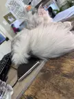 mainecoons