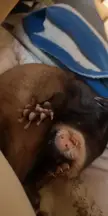 how are yall 7yo ferrets behaving?