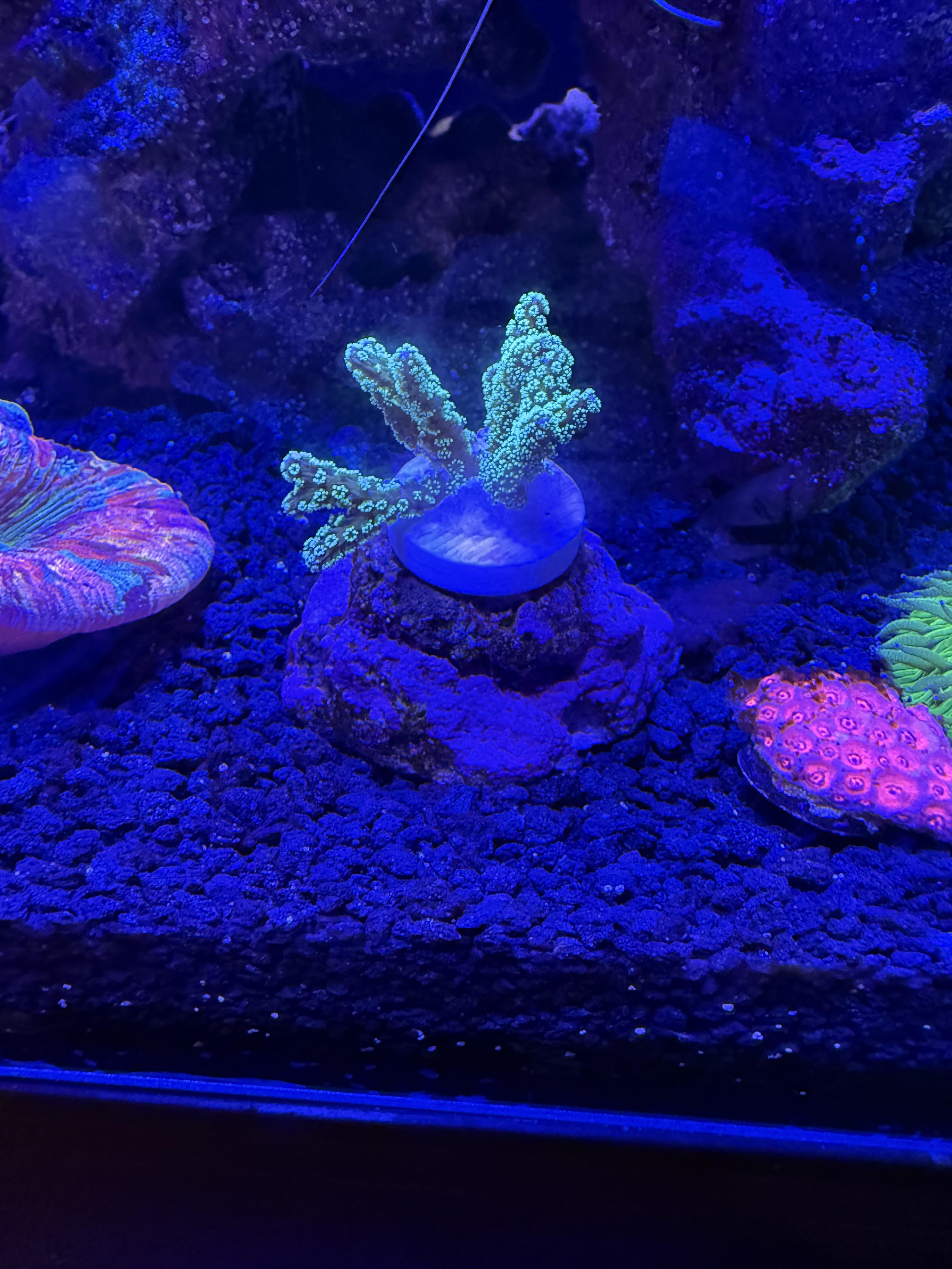 Curated visual reference: Fresh Look at Discover More Like Reeftank How Often Do You Vacuum Your