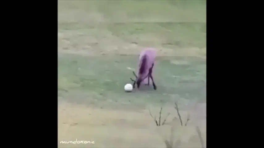 Deer playing soccer