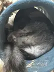 Derp in the tube