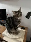 I made a circle, it summoned a cat