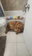 4th of July + a dog who is scared of fireworks = bathroom dog