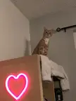 Kitty.